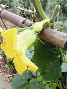 杭州富阳吃瓜事件,一场网络热议背后的真相揭秘