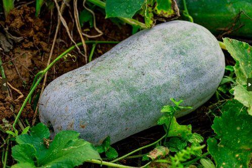 夏天吃瓜手册图解,图解夏天吃瓜手册