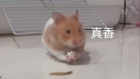 金丝熊可以吃葫芦瓜,金丝熊的葫芦瓜美食之旅