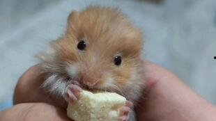 金丝熊可以吃葫芦瓜,金丝熊的葫芦瓜美食之旅