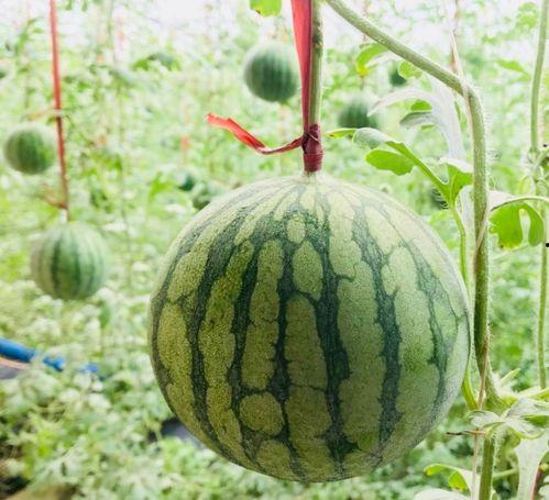 吃瓜各种门,从吃瓜门到爆料门，一场全民参与的娱乐盛宴