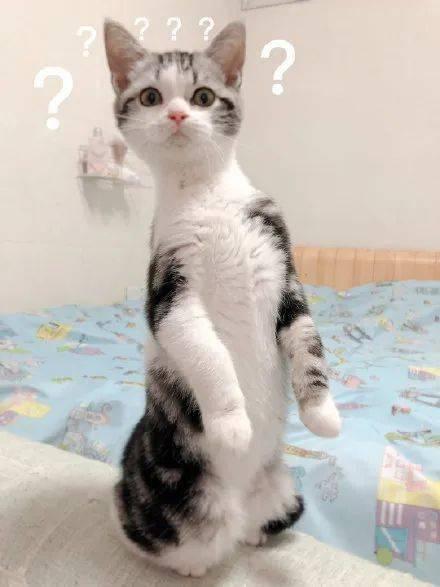 吵架猫猫吃瓜惊讶,一场宠物界的“戏剧冲突”