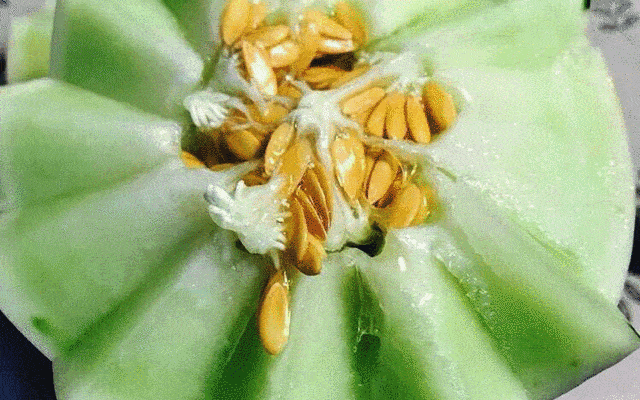 吃蜜瓜依然香甜,品味夏日清新滋味