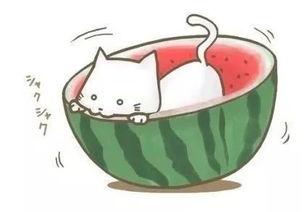 吃瓜莎莉球球,揭秘吃瓜莎莉球球的魅力与争议