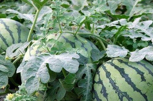 哺乳期可以吃酥瓜,酥瓜美食，营养美味两不误