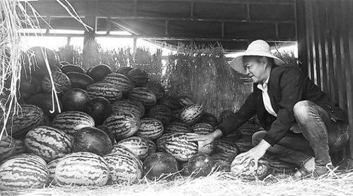 汾阳吃瓜群众,吃瓜群众热议时事风云