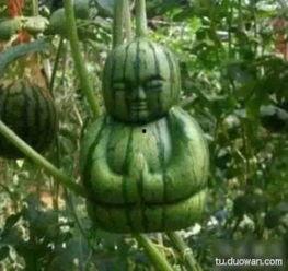 吃瓜搞笑西瓜,西瓜界的欢乐喜剧