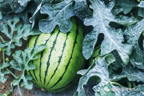 绿色壁纸手机吃瓜,揭秘时尚潮流与娱乐热点的完美融合