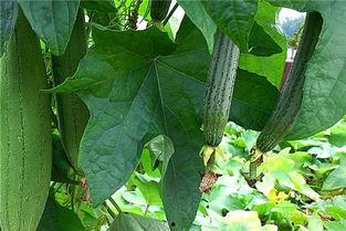 水瓜和能一起吃吗,揭秘搭配禁忌