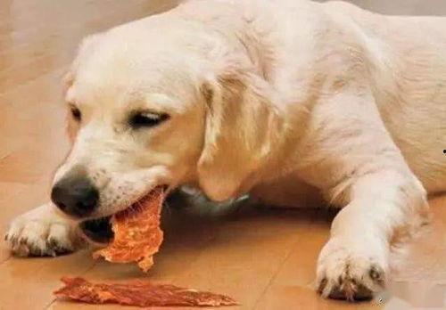 狗狗吃贝贝瓜好吗