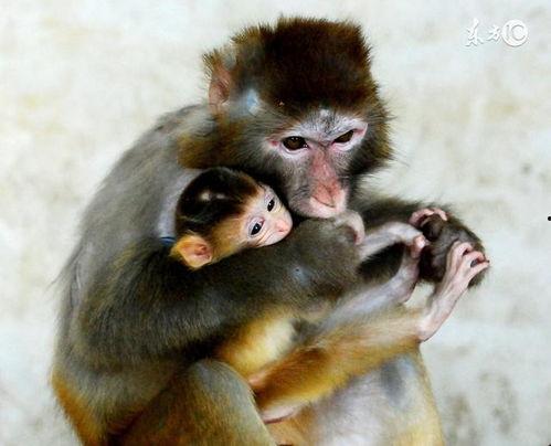 母猴吃瓜的图片,展现自然生态和谐画面