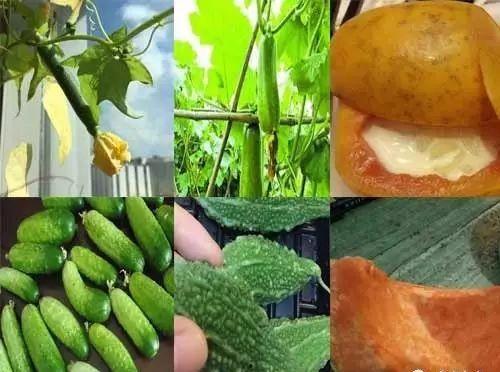 静心吃瓜,品味生活，享受宁静