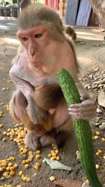 纺织城猴子吃瓜,一场吃瓜引发的欢乐盛宴