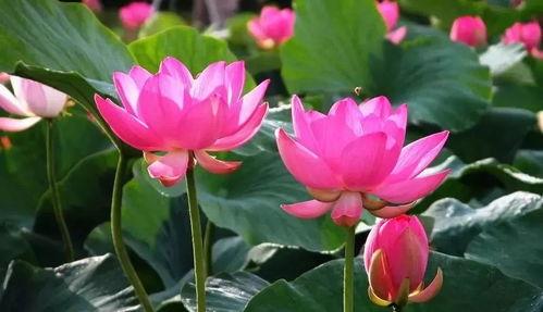 莲花楼绘画吃瓜,吃瓜群众眼中的奇幻美食之旅