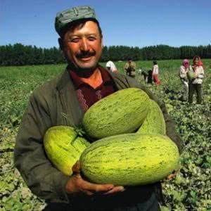 东乌旗吃瓜,吃瓜群众的夏日盛宴