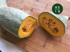 贵族南瓜可以吃嫩瓜吗,嫩瓜的食用指南与美味探索