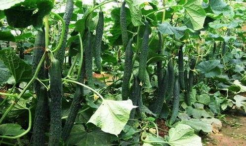 吃瓜季节最佳时间,揭秘最佳吃瓜季节