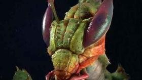 螳螂吃瓜,自然界的生存智慧