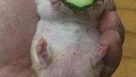 老王吃瓜比赛视频,一场视觉盛宴与味蕾挑战的完美结合