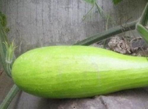 砍瓜可以吃吗