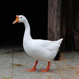 吃瓜鹅视频直播,揭秘娱乐圈幕后故事