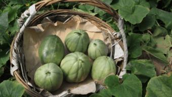 吃瓜吃上火了,小心“火”从口入