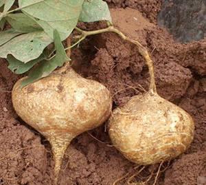 梦见买土瓜吃,土瓜美食之旅