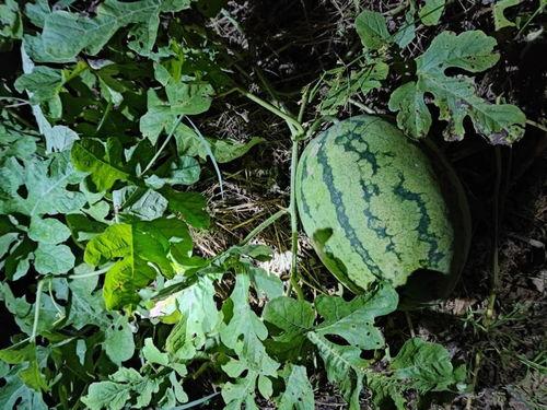 男人梦见吃瓜梦见偷瓜,揭秘男人梦中吃瓜偷瓜的深层寓意