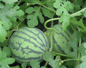 孕妇吃矮瓜吗,矮瓜在孕期中的适宜性探讨